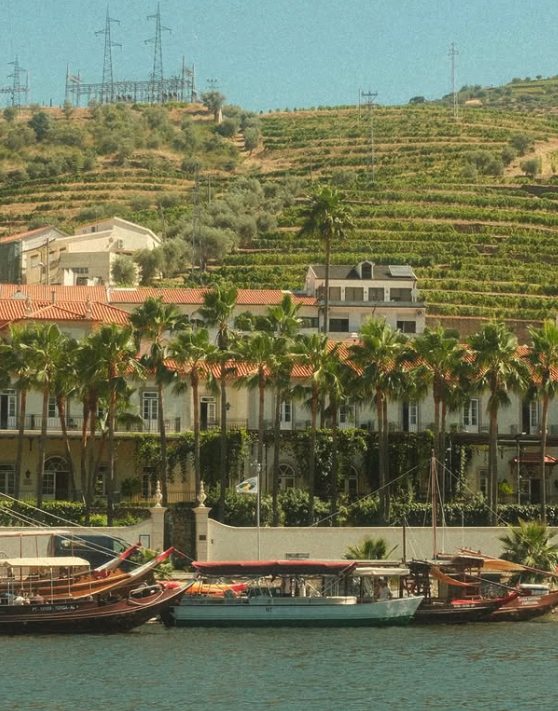 A cruise boat on the Douro River below the terraces