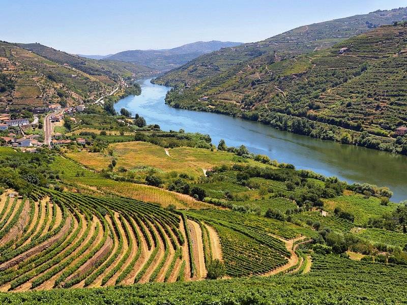 Vineyard terraces cut into the schist above the Douro River