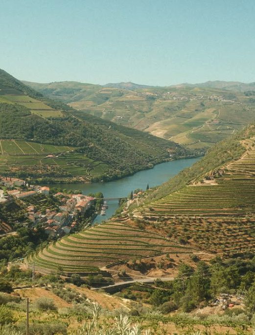 Terraced vineyards stepping down to the Douro River