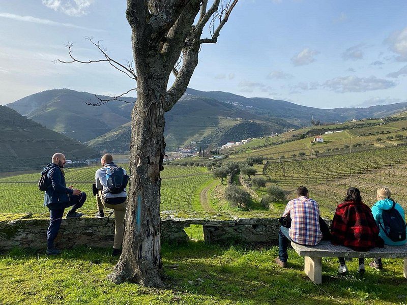 An olive tree among the vine terraces above the Douro