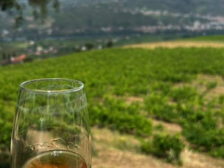 Vineyard rows on a Douro Valley wine estate